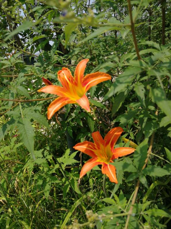 花卉