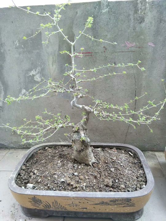 花卉