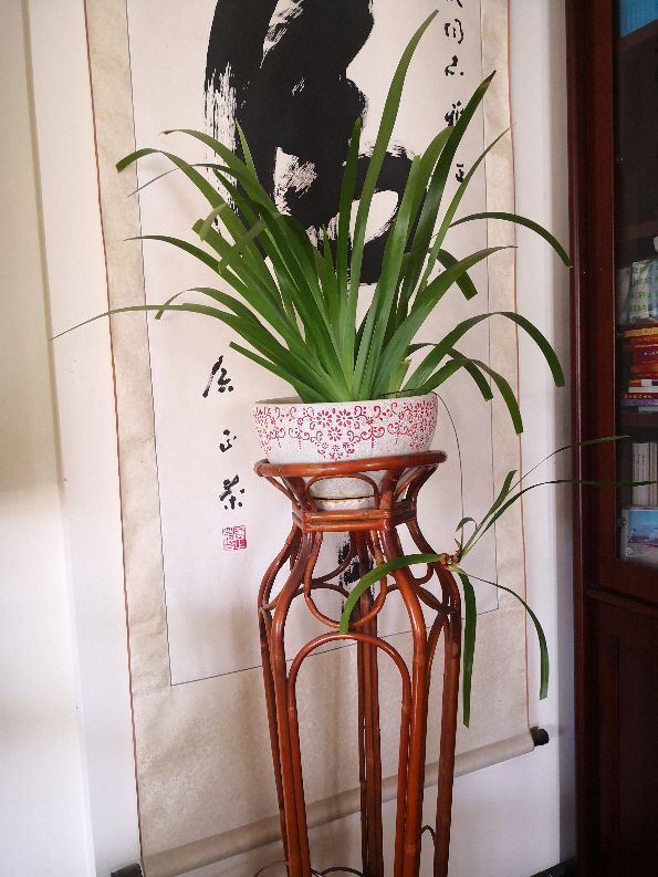 巴西鸢尾兰
