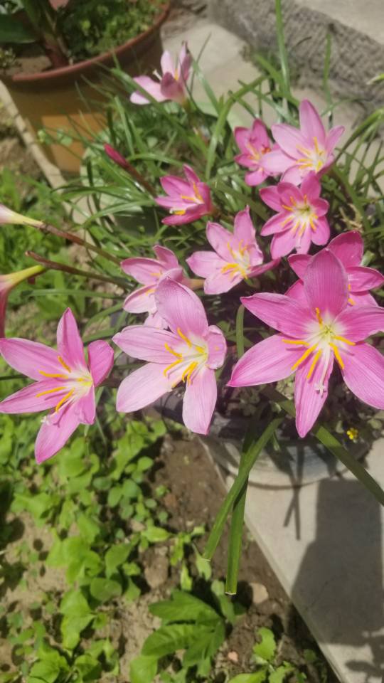 韭菜莲