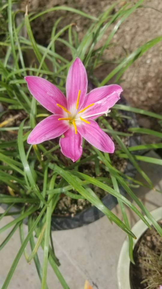 韭菜莲