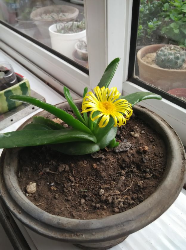 佛手掌