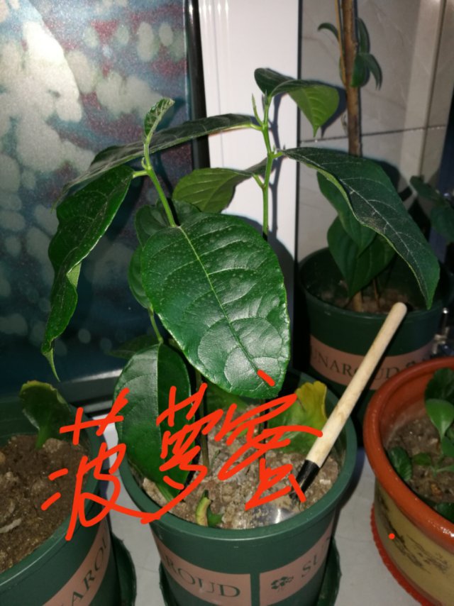 菠萝蜜苗