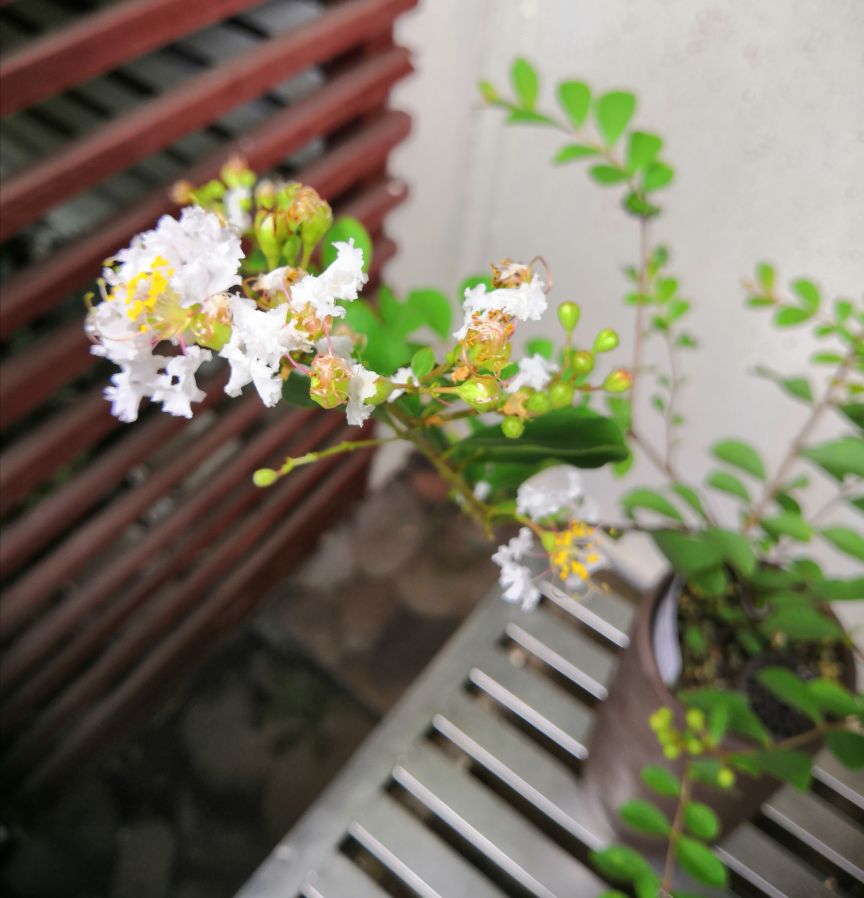 姬紫薇