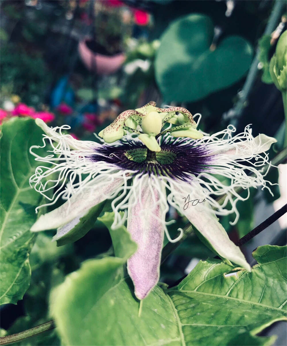 百香果花