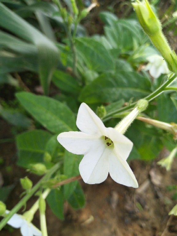 花烟草