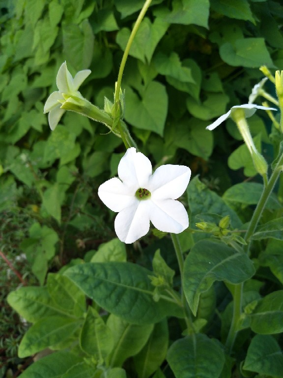 花烟草