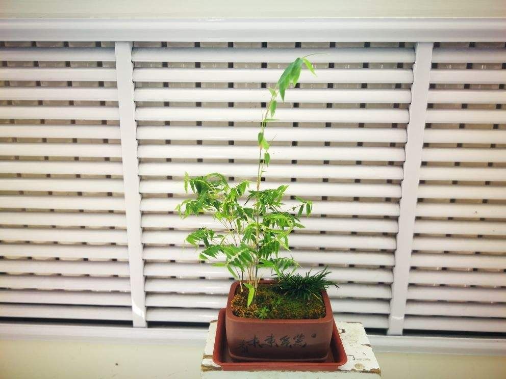 小玉山竹