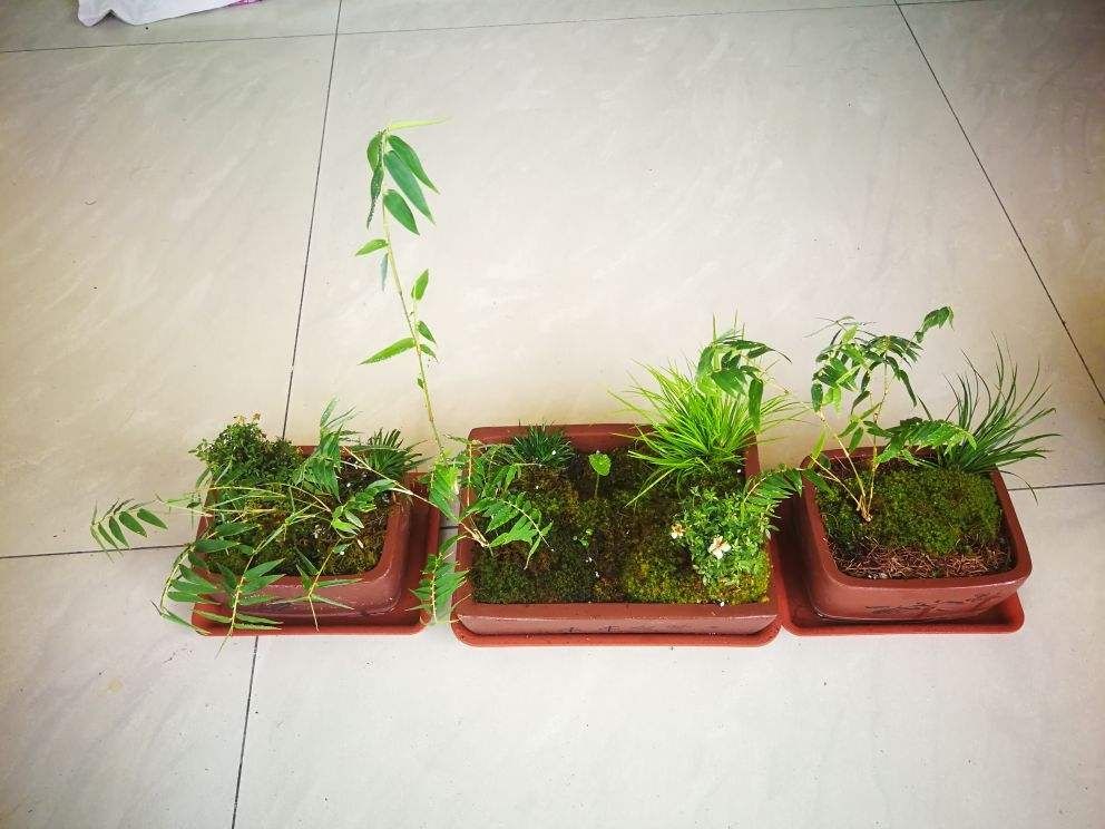 小玉山竹