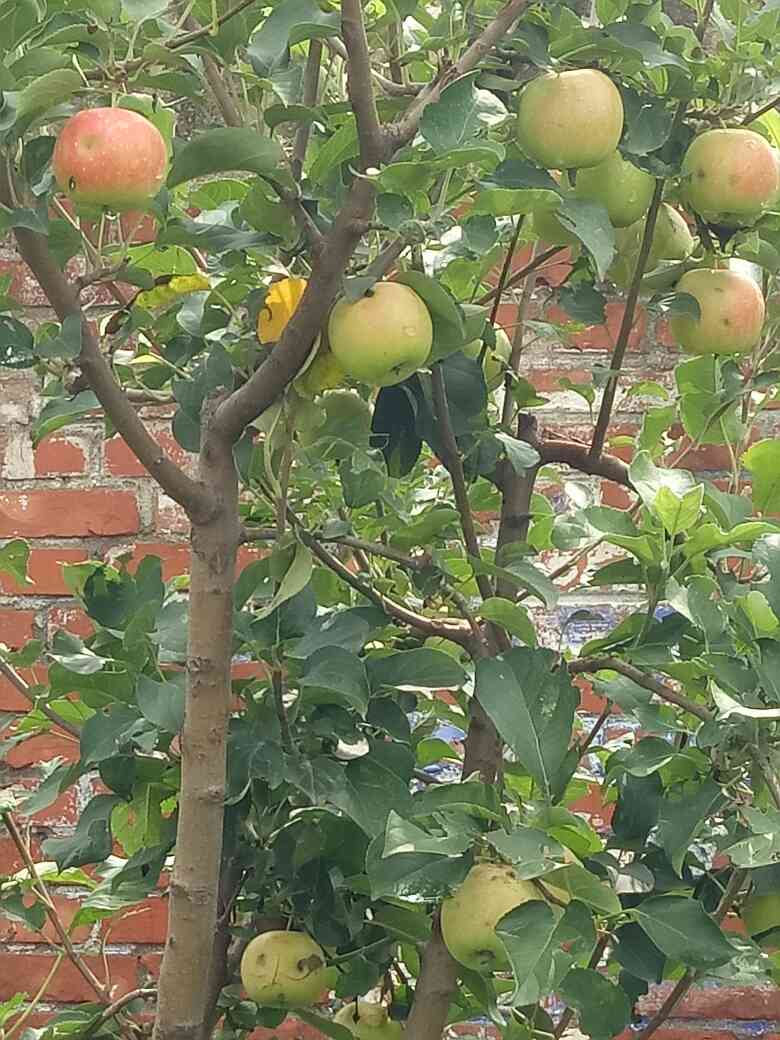 苹果