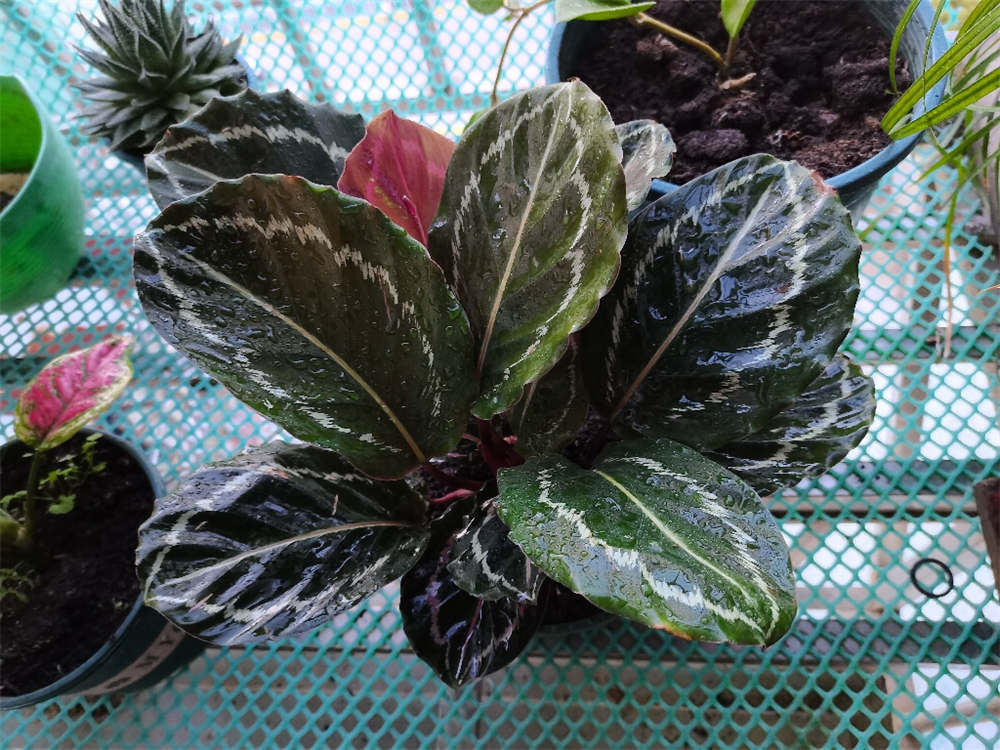 彩虹竹芋