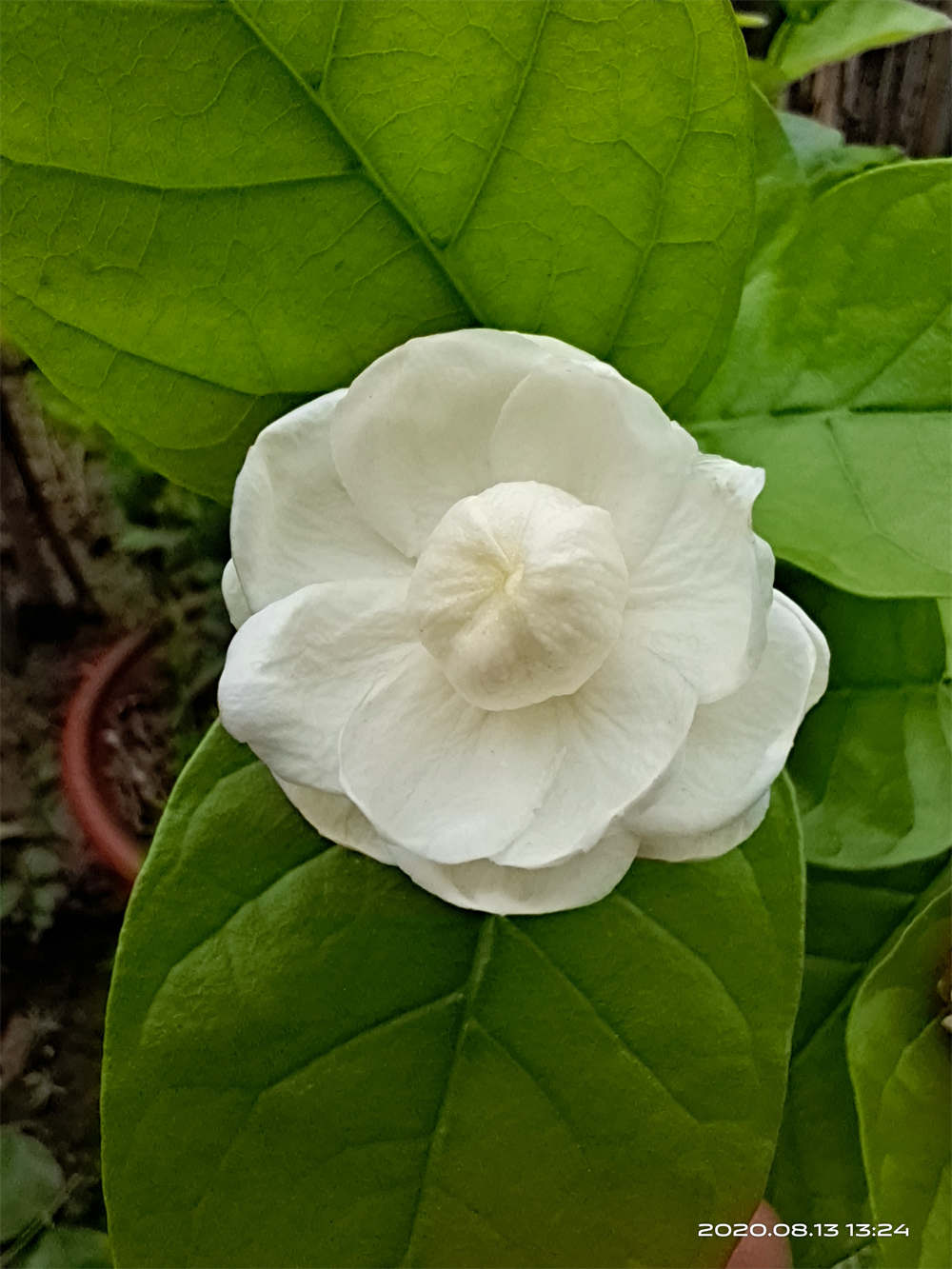 花卉