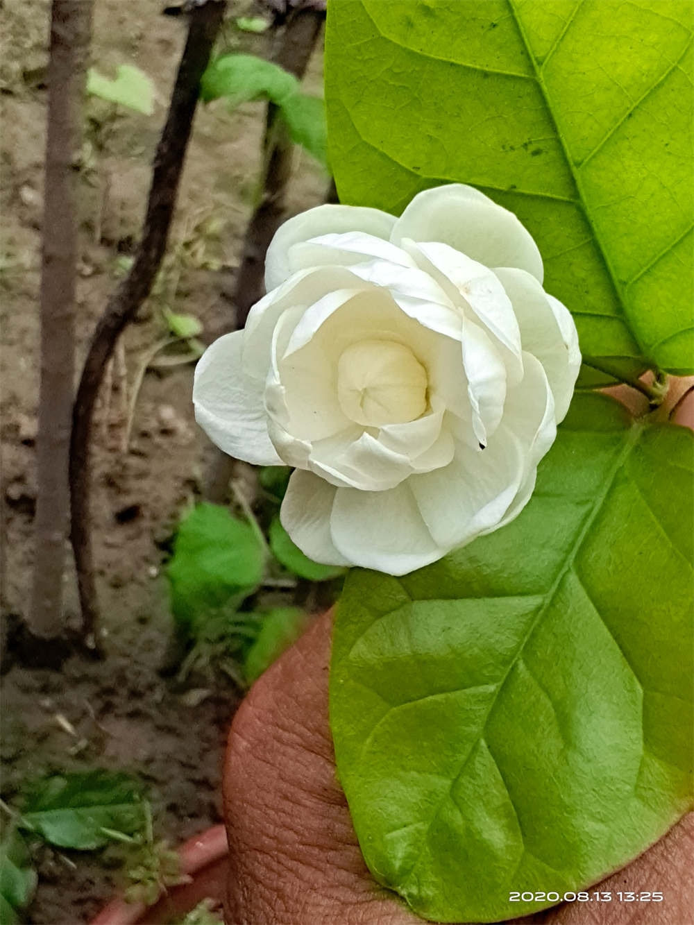 花卉