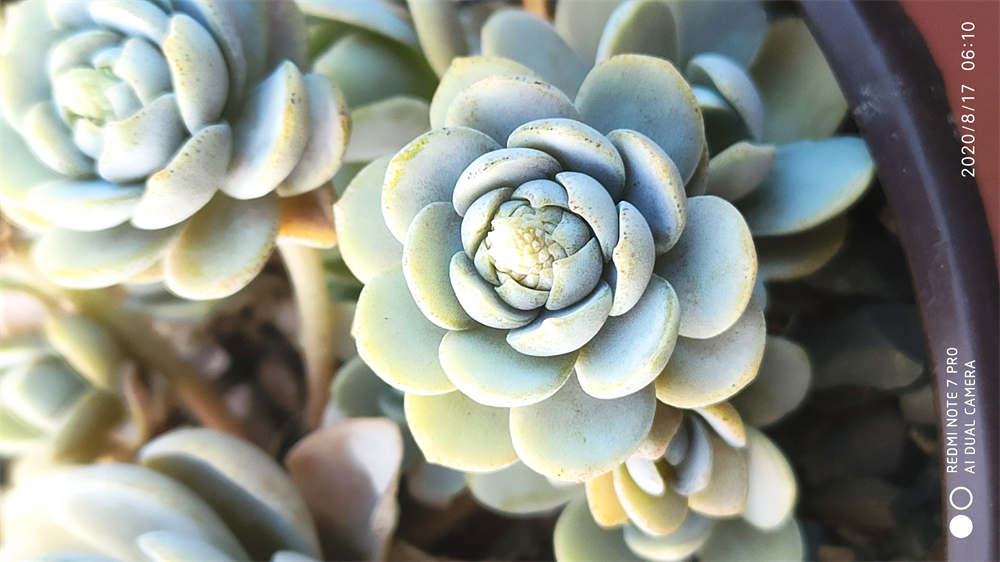 子持年华