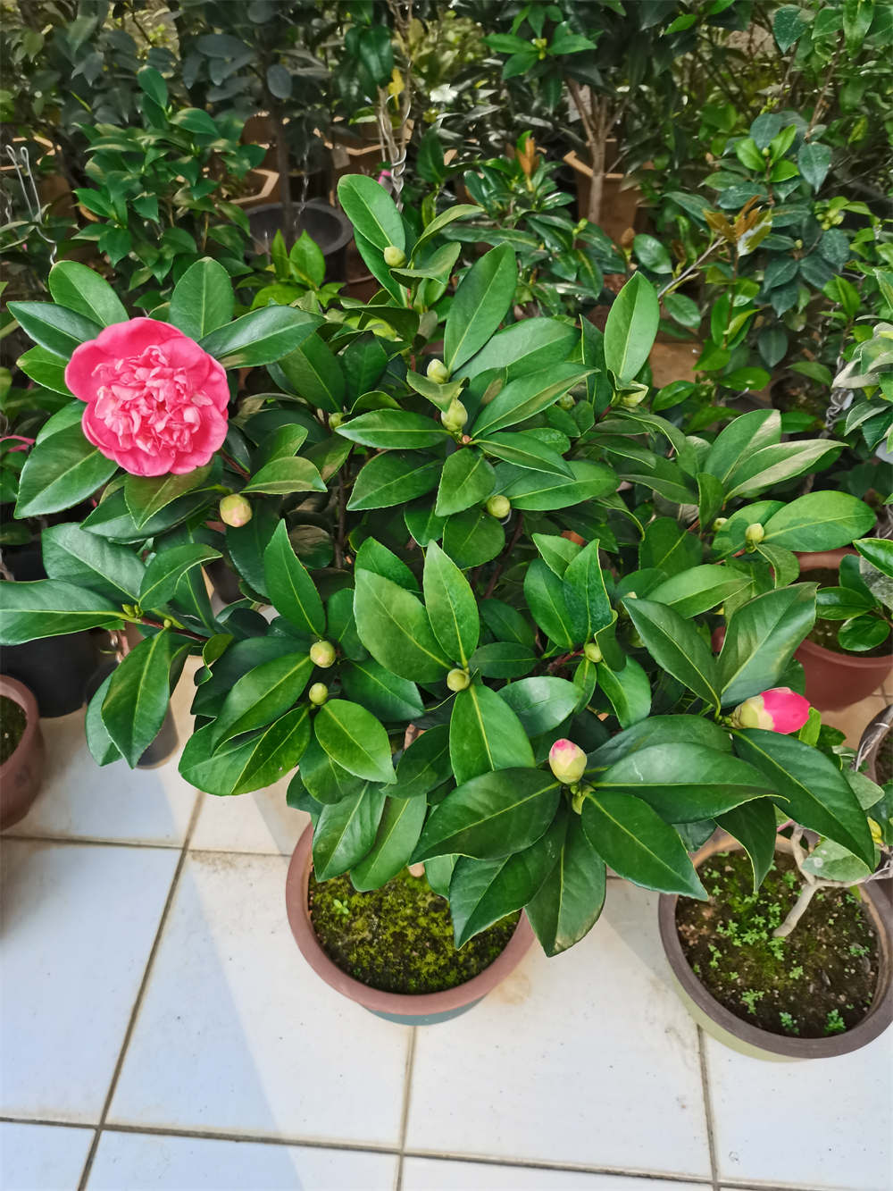 四季茶花