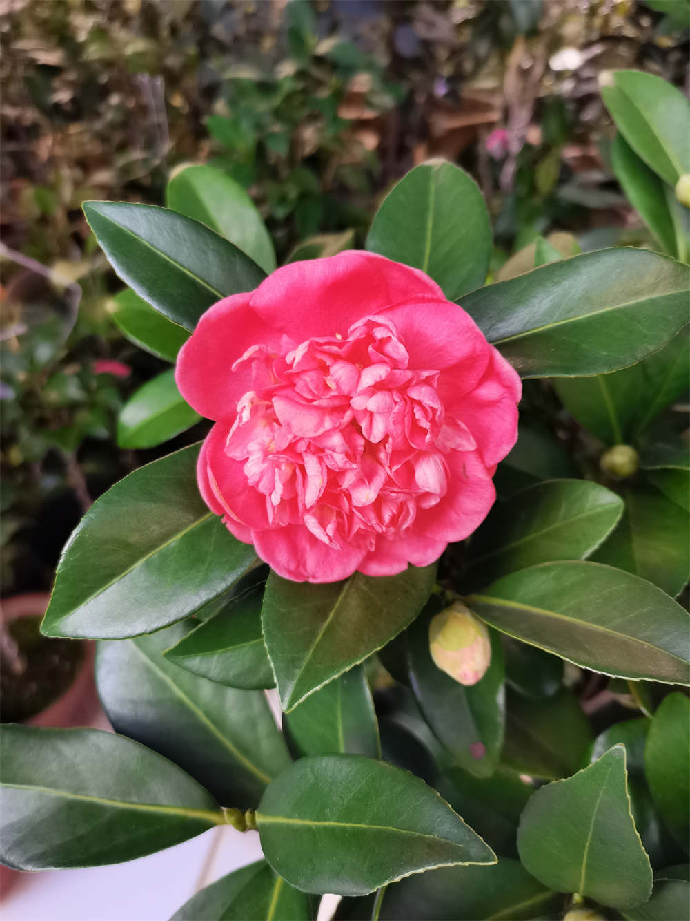 四季茶花