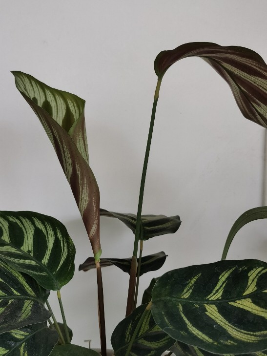 孔雀竹芋