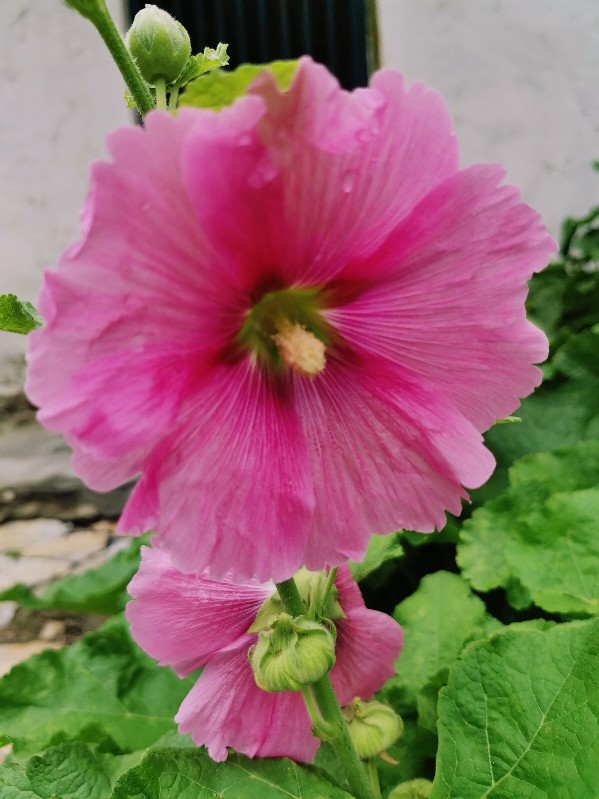 蜀葵