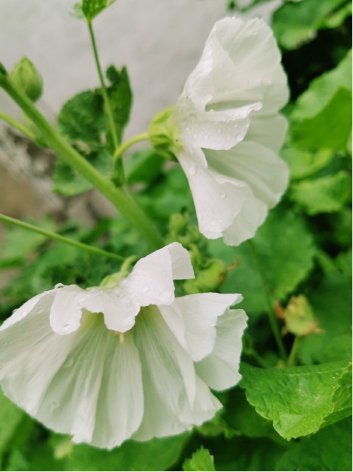 蜀葵