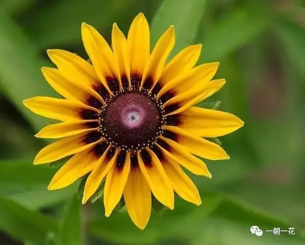 黑心菊