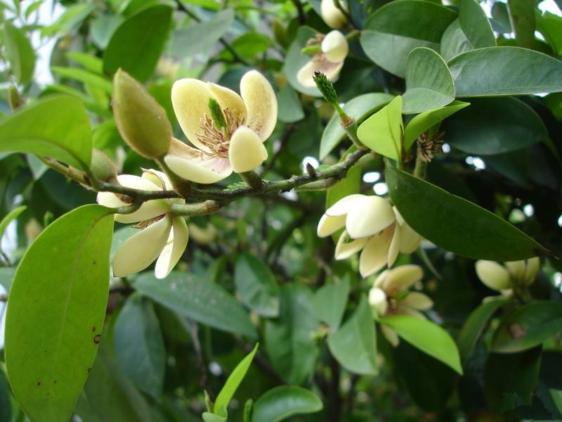 含笑花