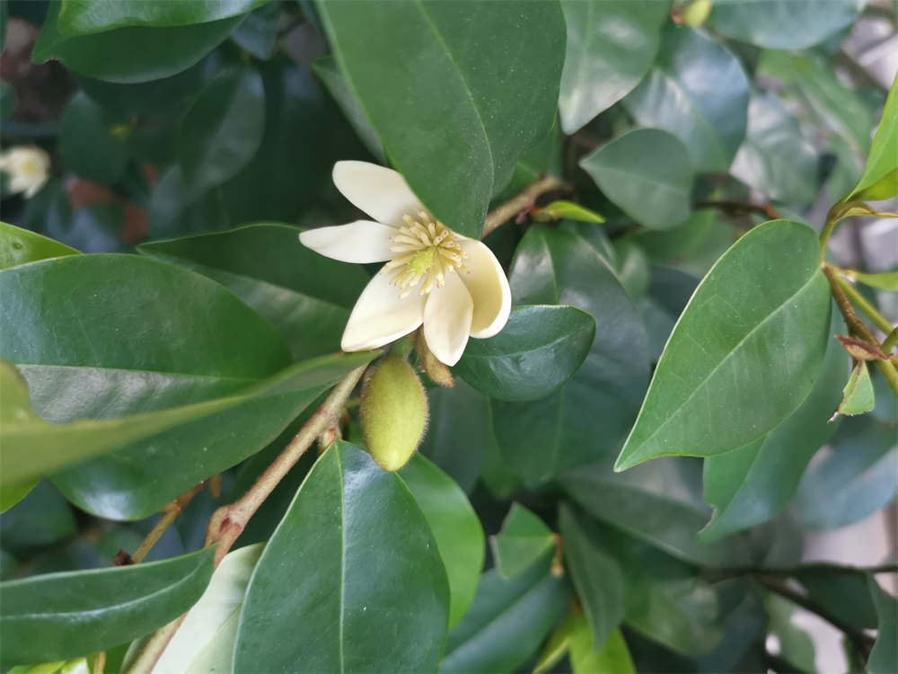 含笑花