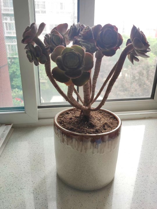 玫瑰法师