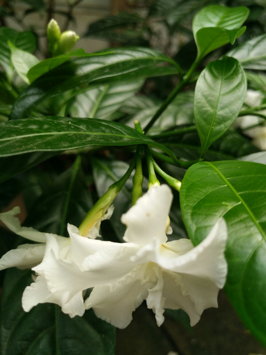 花卉