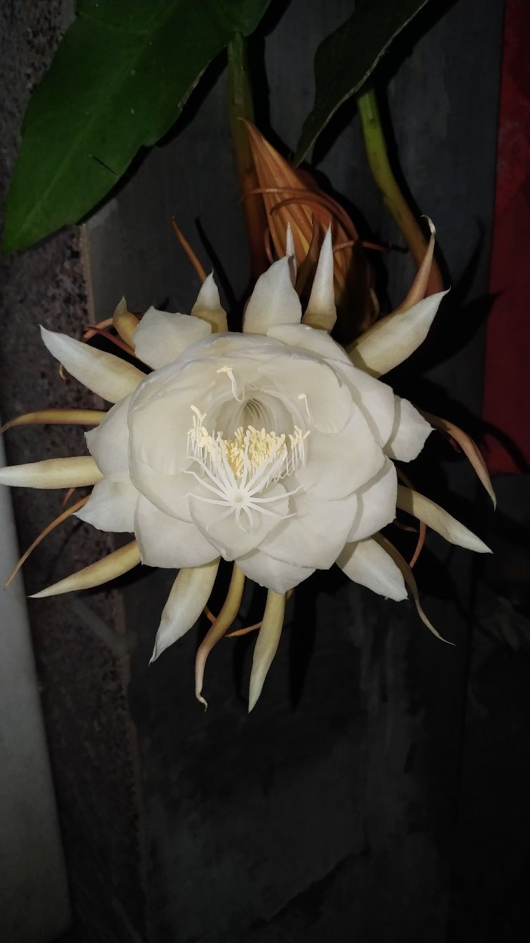 昙花