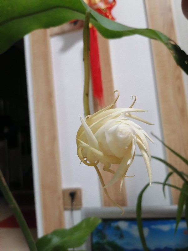 昙花
