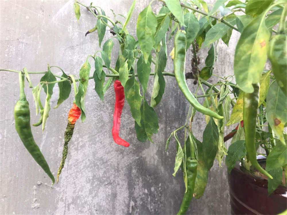 辣椒