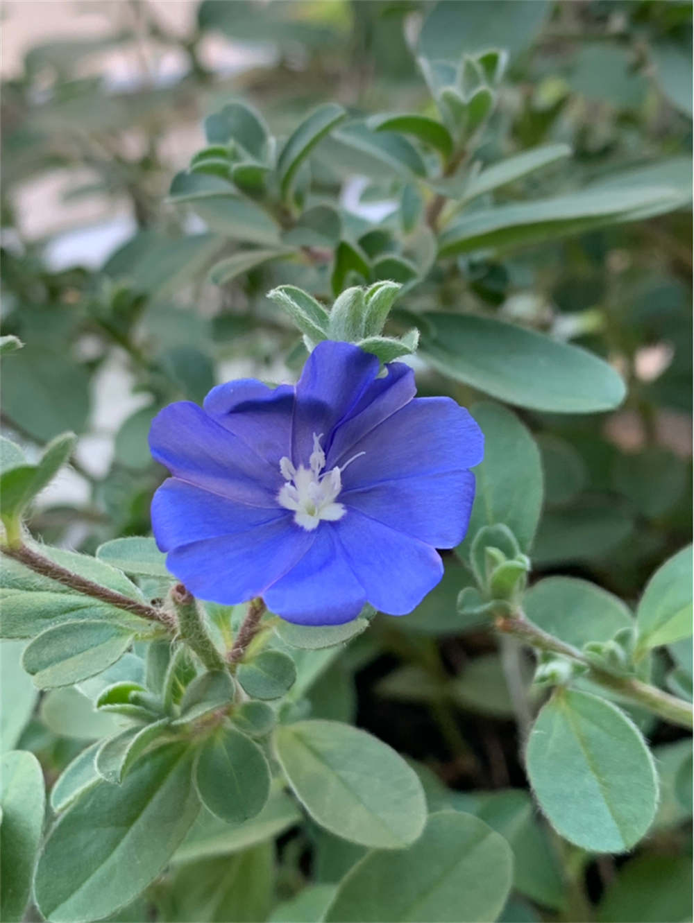 蓝星花