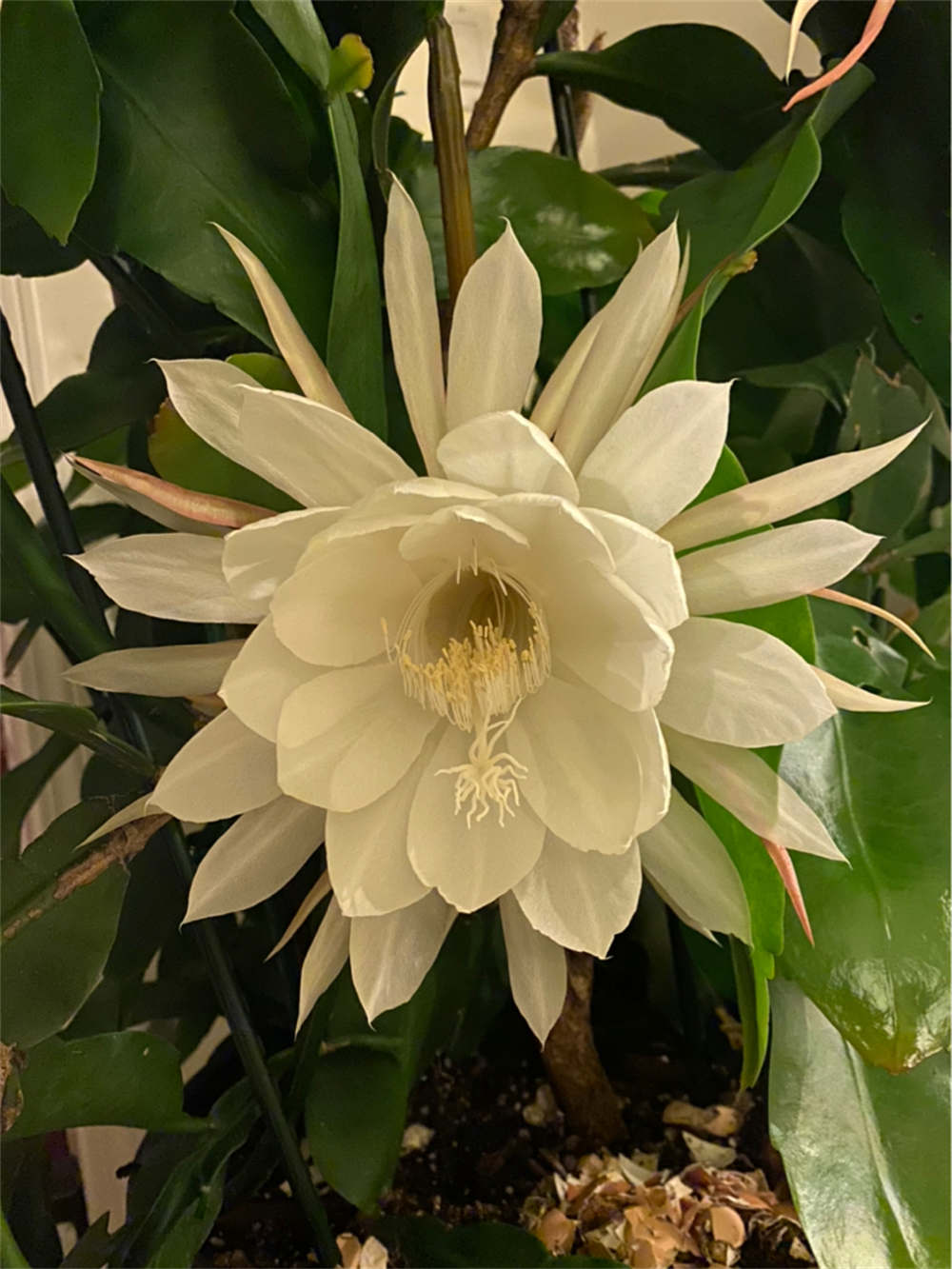 昙花,美艳不可方物