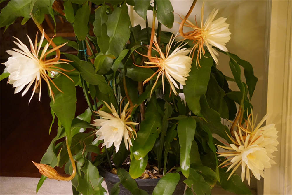 昙花