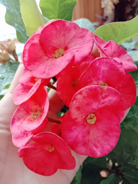 虎刺梅