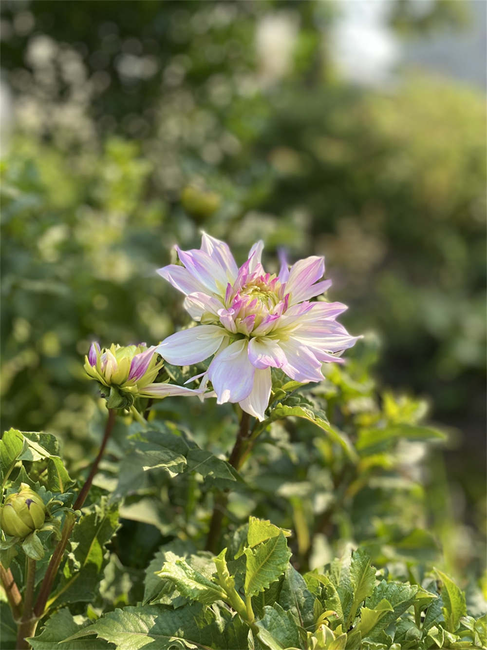 大丽花