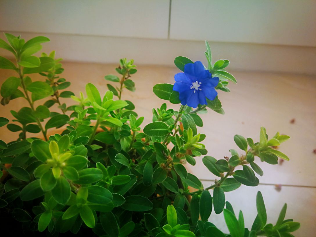 蓝星花