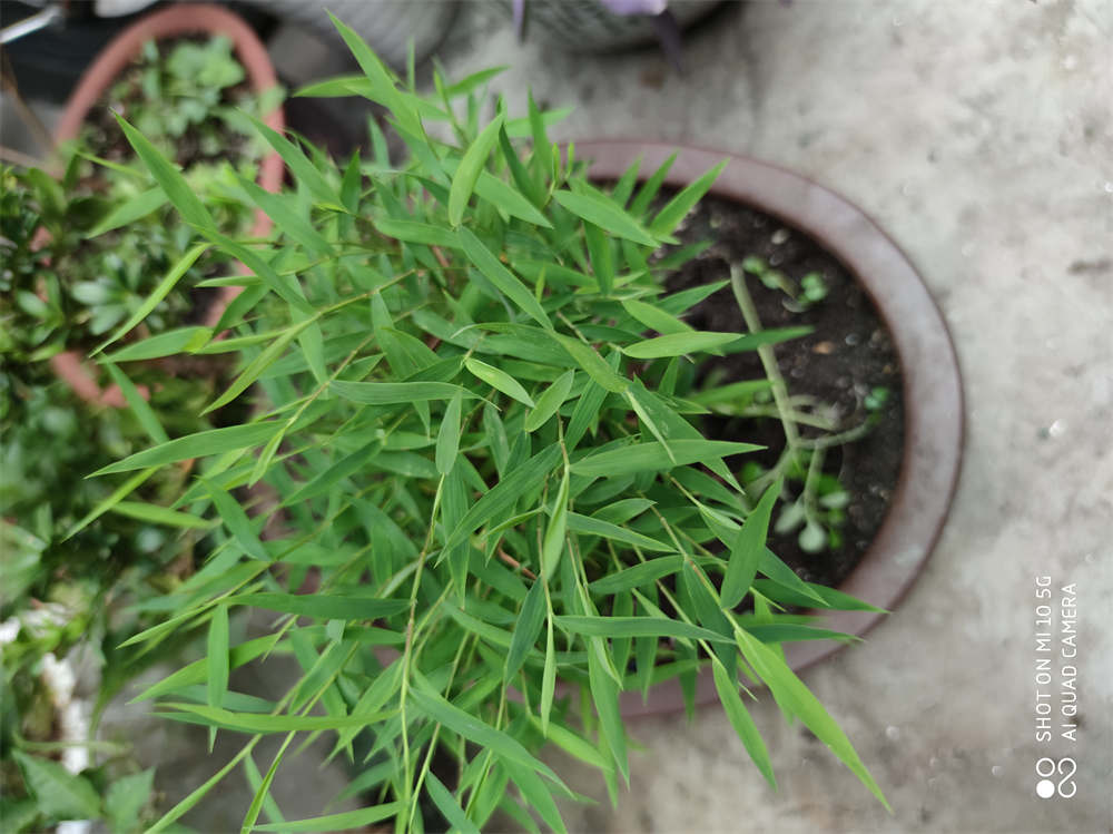 米竹