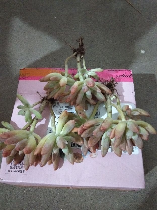 秋丽