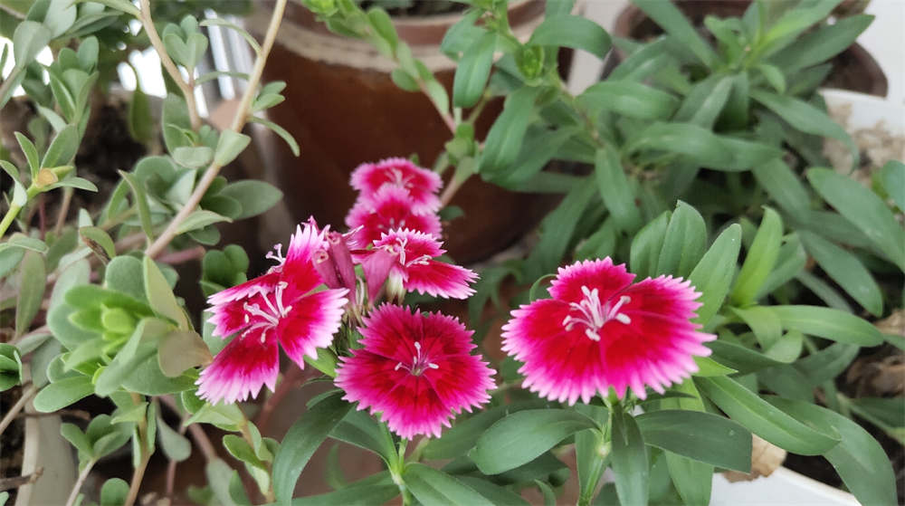 花卉