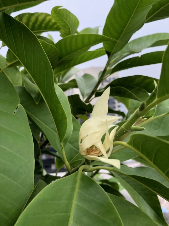 白兰花