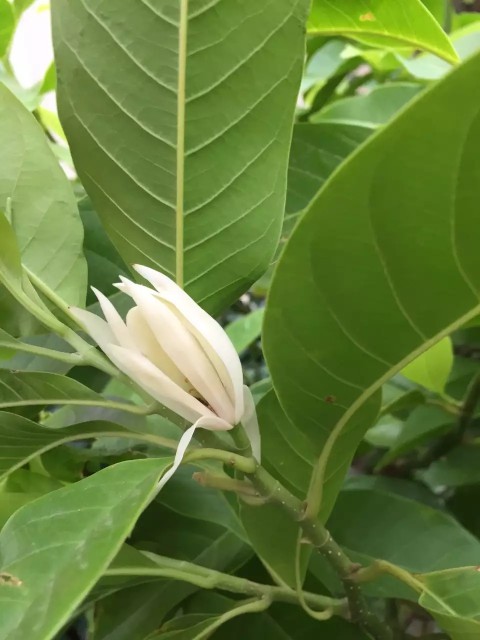 白兰花