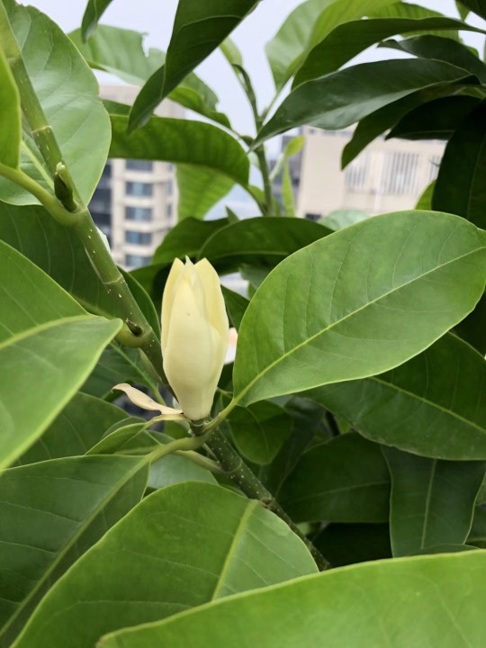 白兰花