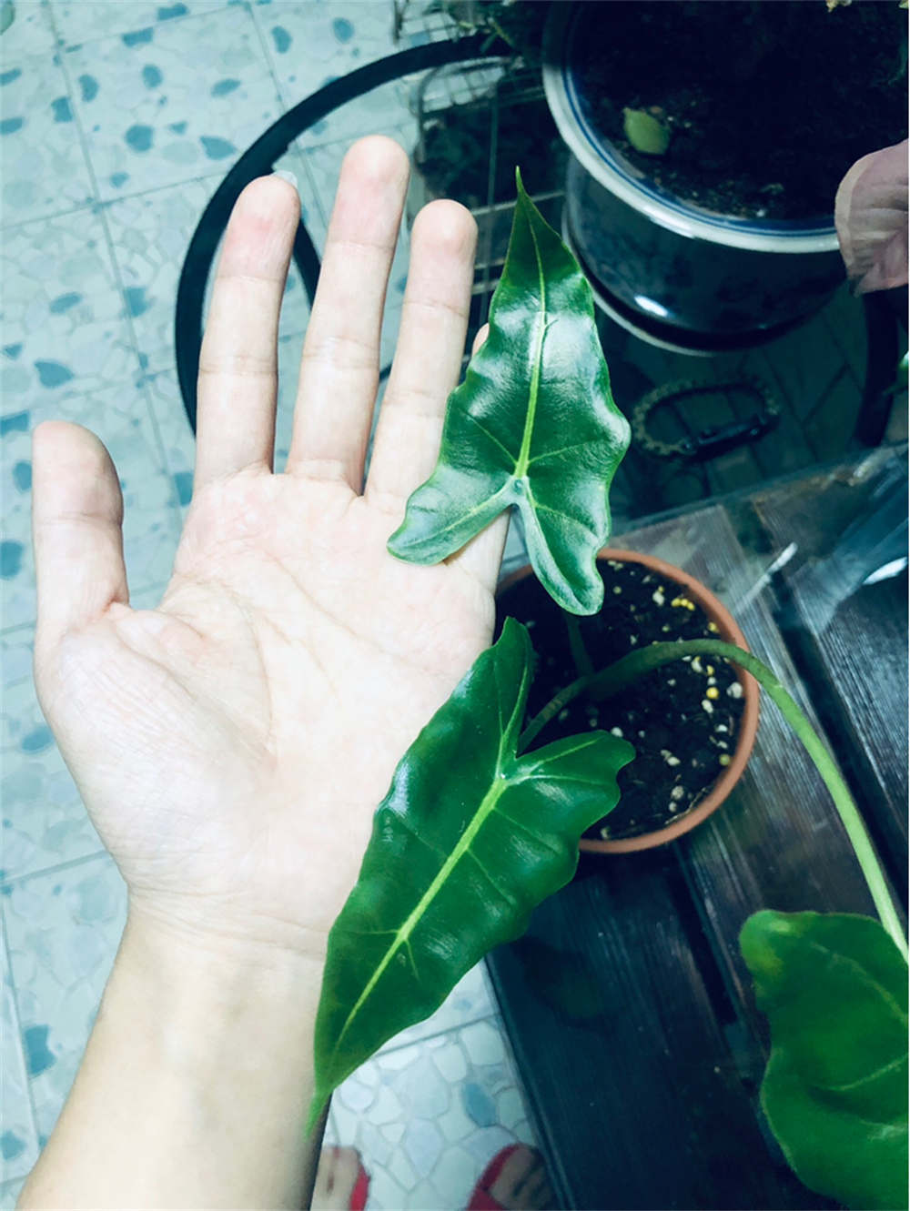 萨利安海芋