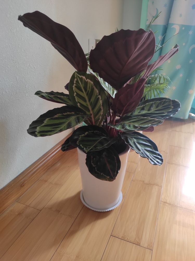 彩虹竹芋