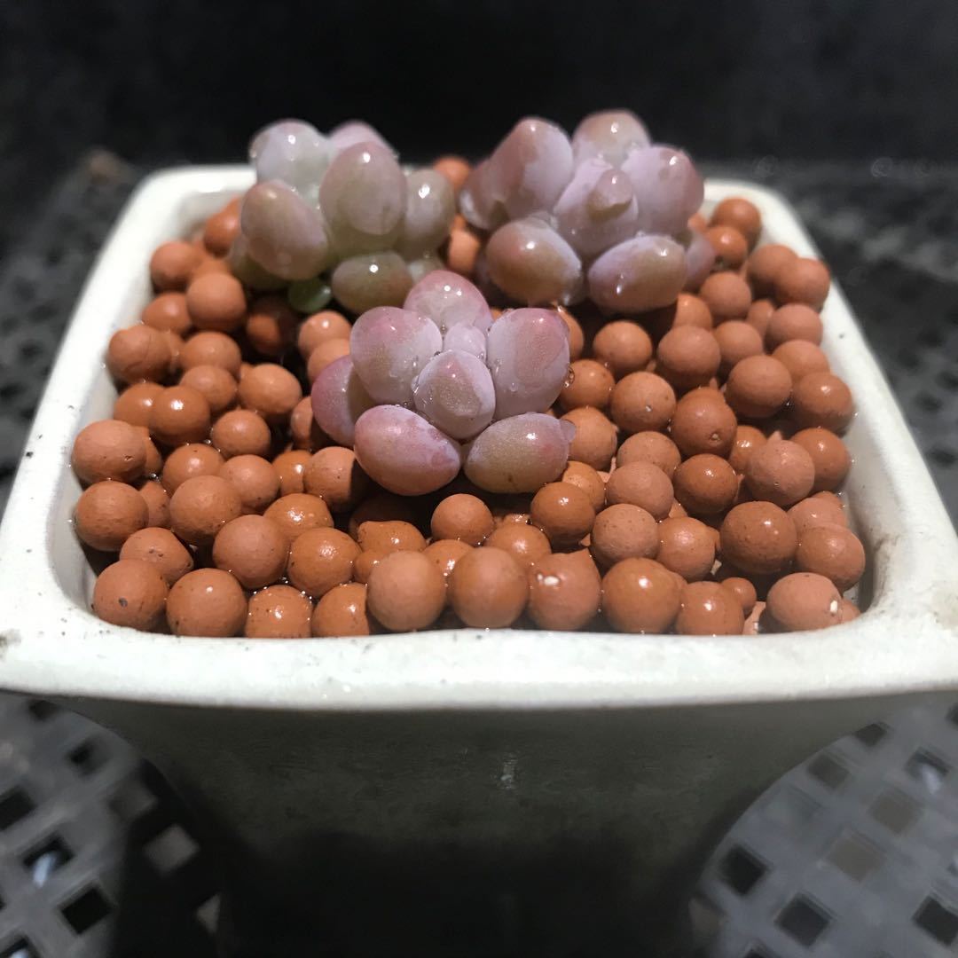 汤圆