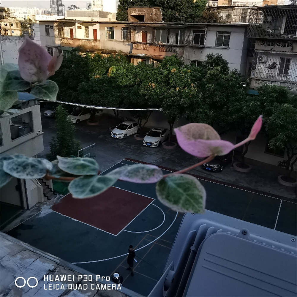 花叶络石