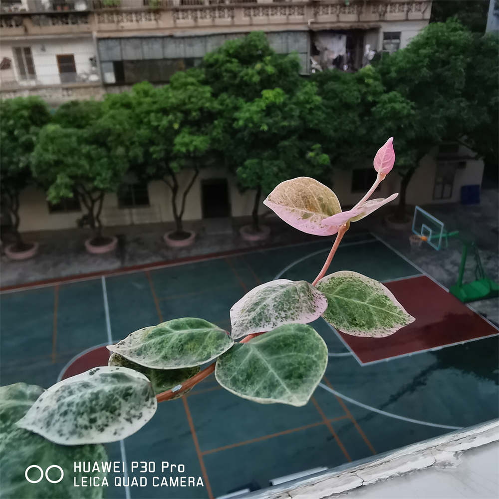 花叶络石