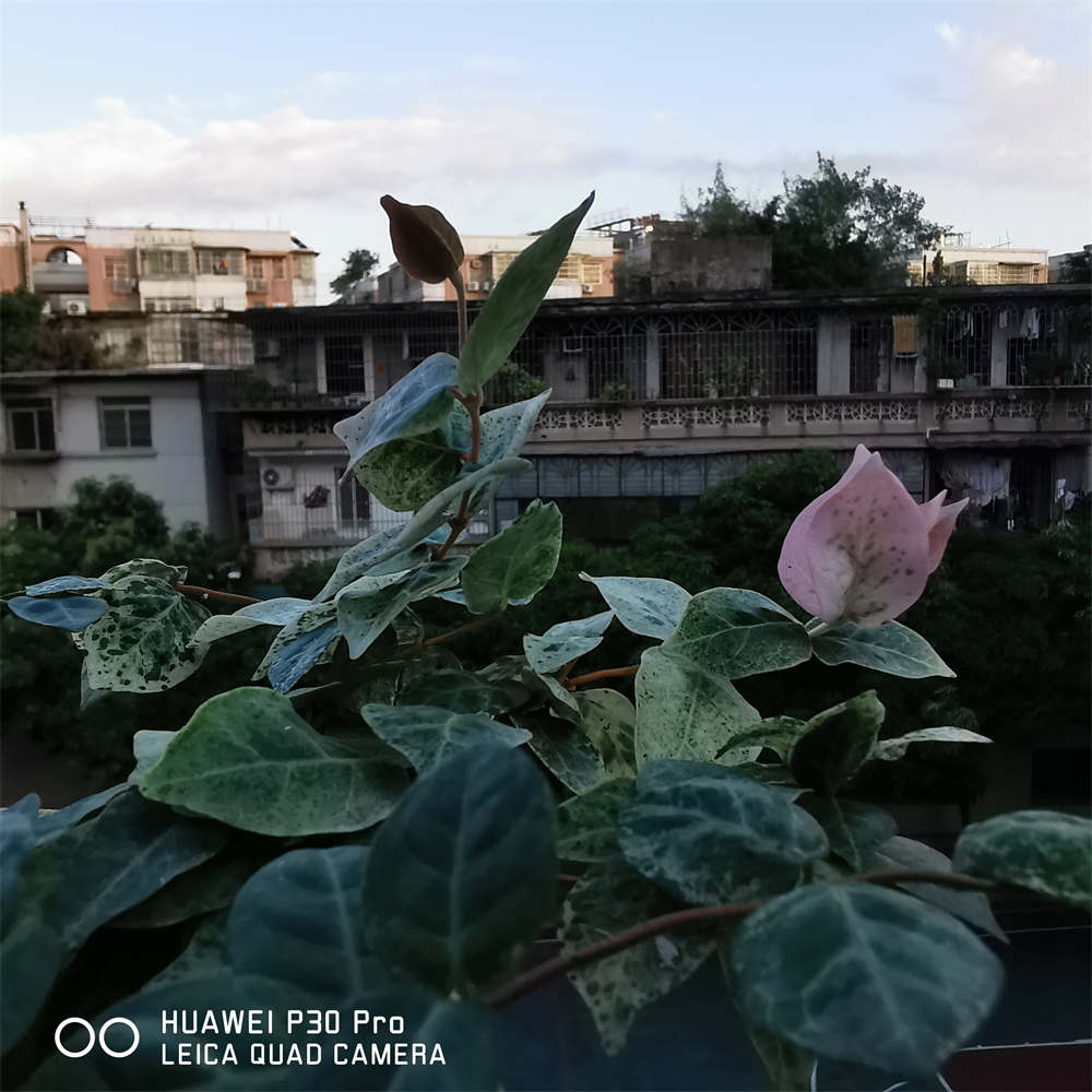 花叶络石