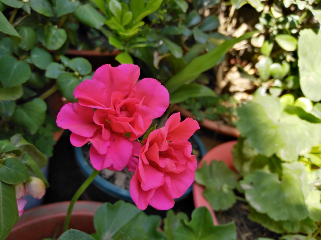 花卉